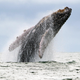 Illustration pour l'article intitulé Whale Takes One Bite, Send Man Right Back to Kitchen